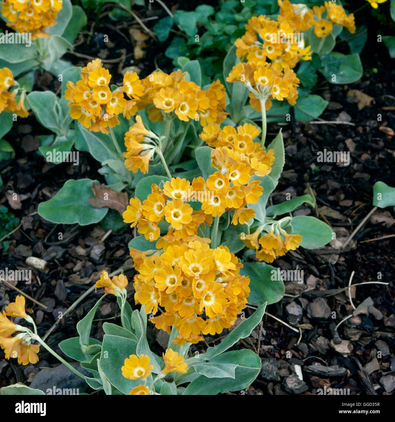 Primula auricula - `Old Gold Dusty Miller'   ALP039943 Stock Photo